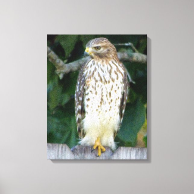 16x20  Wrapped Canvas (Gloss) w/ falcon (Front)
