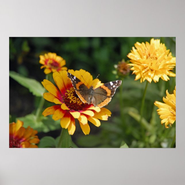 16x24 Indian Blanket Wildflower and Butterfly Poster (Front)
