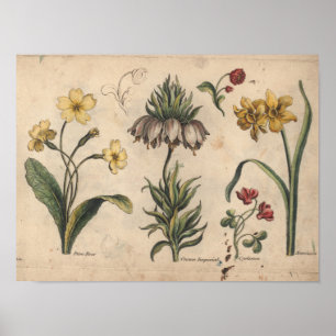 1757 Botanical Flower Art Print PrimeRose