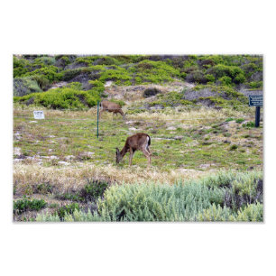 17 Mile Drive Photo Print