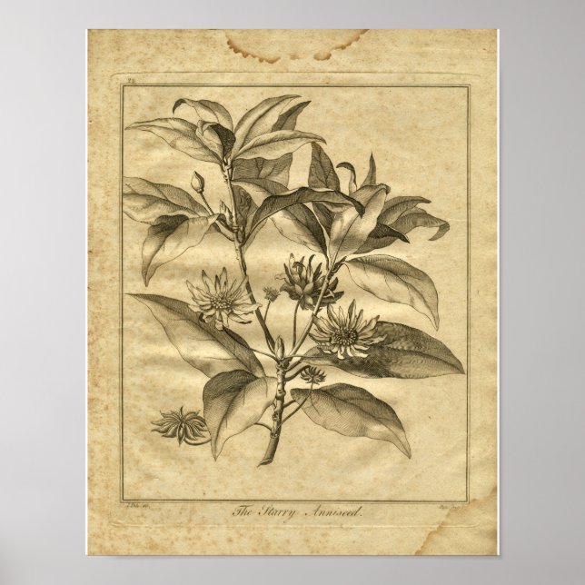 1817 Anniseed Culpeper Herbal Print (Front)