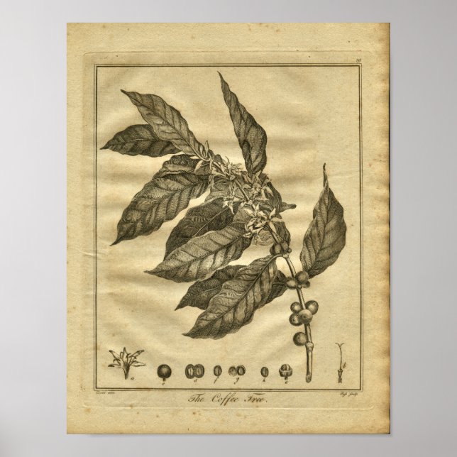 1817 Coffee Tree Culpeper Herbal Print (Front)