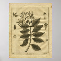 1817 Jesuits Bark Tree Culpeper Herbal Print