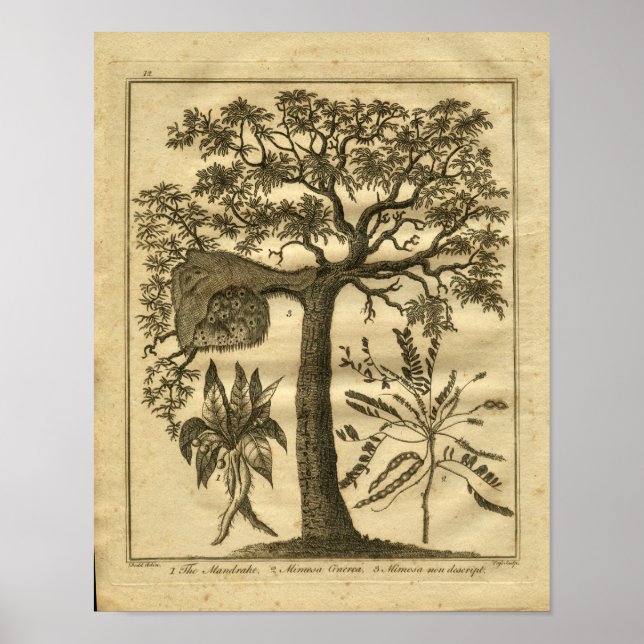 1817 Mandrake Culpeper Herbal Print (Front)