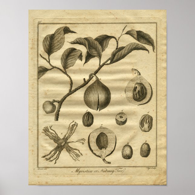 1817 Nutmeg Tree Culpeper Herbal Print (Front)