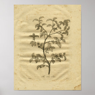 1817 Tea Tree Culpeper Herbal Print