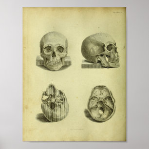 1824 Human Skulls Anatomy Print