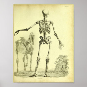 1824 Skeleton Human and Horse Anatomy Print