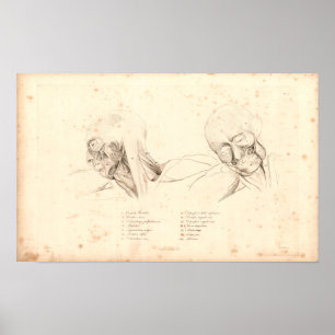 1833 Head & Neck Muscles Vintage Anatomy Print