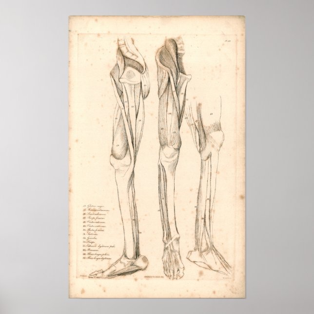 1833 Muscles of Leg Vintage Anatomy Print (Front)