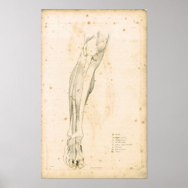 1833 Muscles of leg Vintage Anatomy Print (Front)