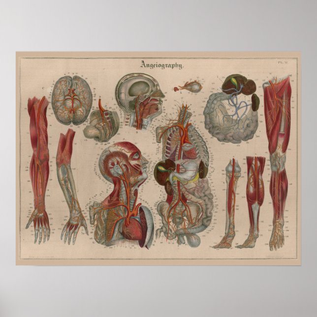 1837 Vintage Arteries Blood Anatomy Art Poster (Front)