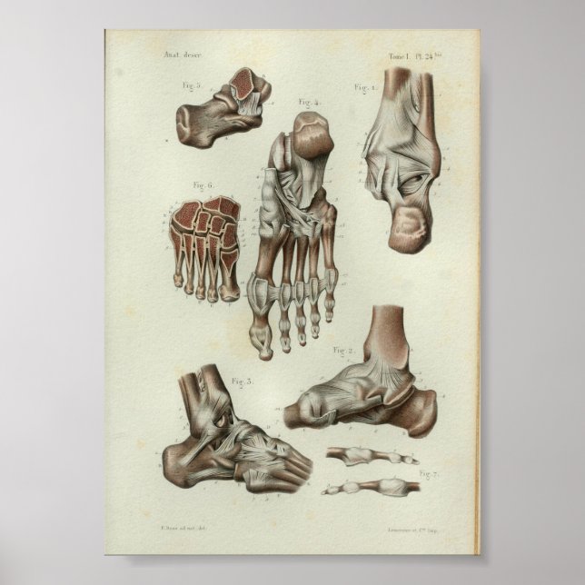 1844 Vintage Anatomy Print Foot Ankle (Front)