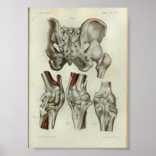 1844 Vintage Anatomy Print Hip Knee