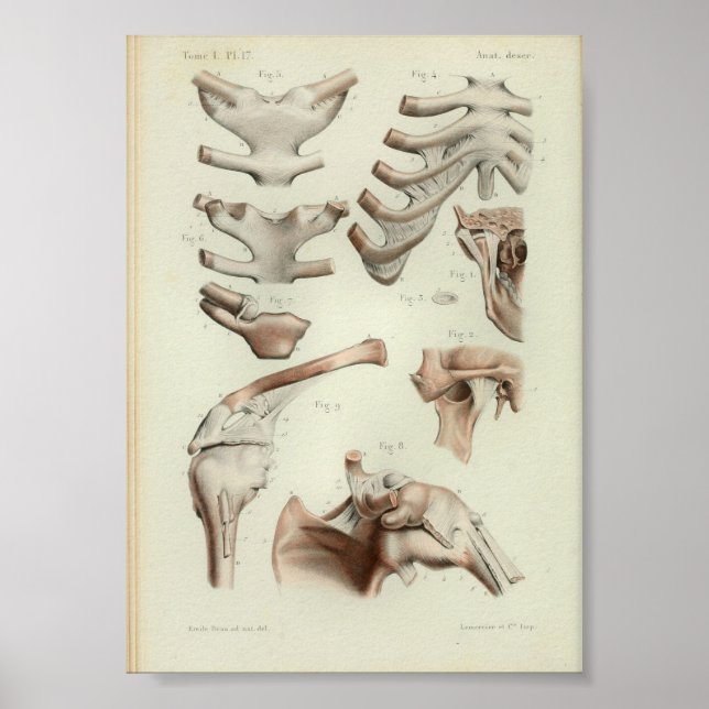 1844 Vintage Anatomy Print Joints Articulations (Front)
