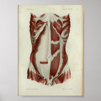 1844 Vintage Anatomy Print Muscles Chest