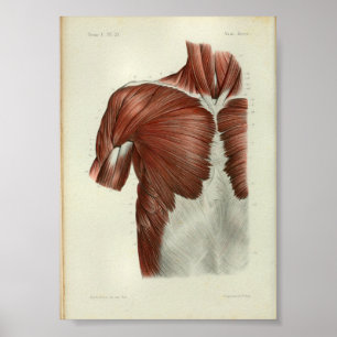 1844 Vintage Anatomy Print Muscles Chest