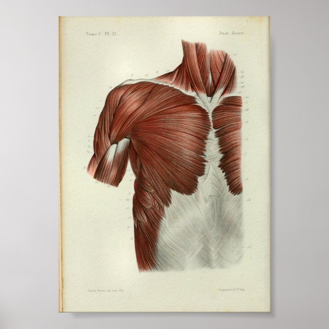 1844 Vintage Anatomy Print Muscles Chest (Front)
