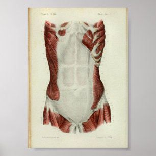 1844 Vintage Anatomy Print Muscles Chest