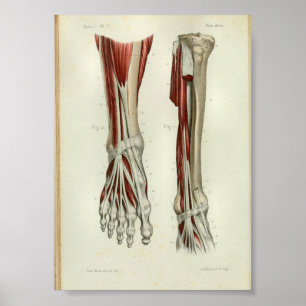 1844 Vintage Anatomy Print Muscles Foot