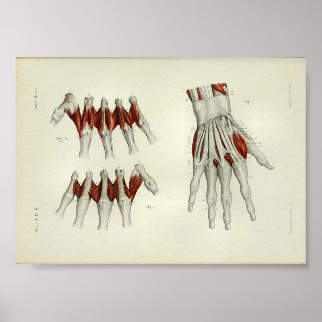 1844 Vintage Anatomy Print Muscles Hand (Front)
