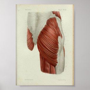1844 Vintage Anatomy Print Muscles Hip