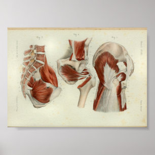 1844 Vintage Anatomy Print Muscles Hip