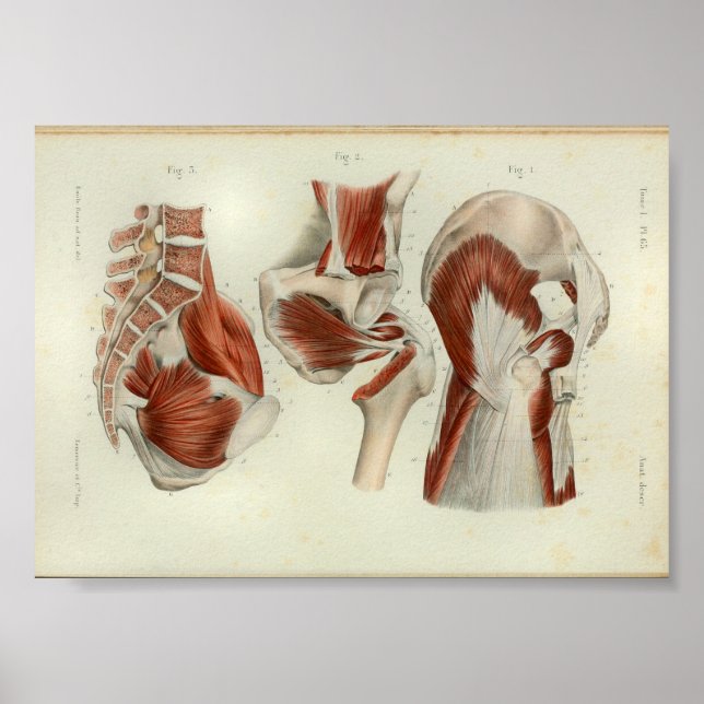 1844 Vintage Anatomy Print Muscles Hip (Front)
