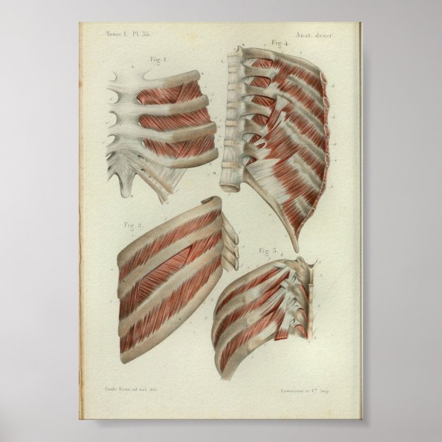 1844 Vintage Anatomy Print Muscles Ribs (Front)