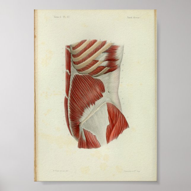 1844 Vintage Anatomy Print Muscles Torso (Front)