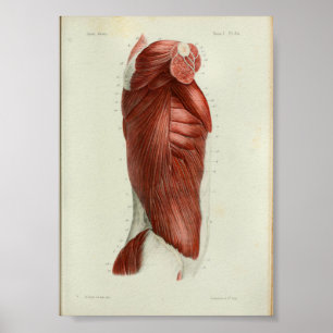 1844 Vintage Anatomy Print Muscles Torso