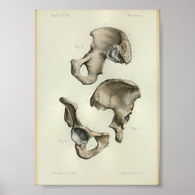 1844 Vintage Anatomy Print Pelvic Bones (Front)