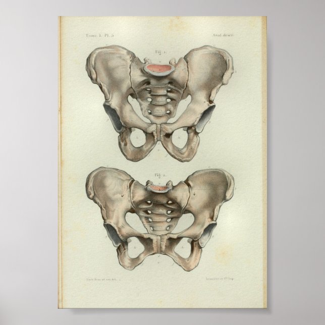 1844 Vintage Anatomy Print Pelvis (Front)
