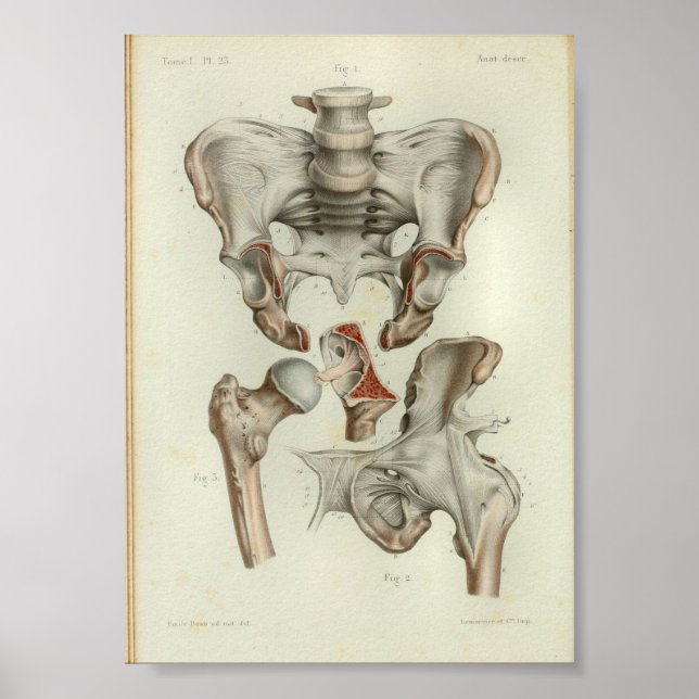 1844 Vintage Anatomy Print Pelvis Hip (Front)