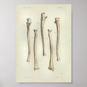 1844 Vintage Anatomy Print Radius Ulna