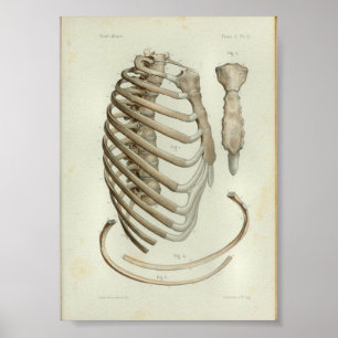 1844 Vintage Anatomy Print Rib Cage