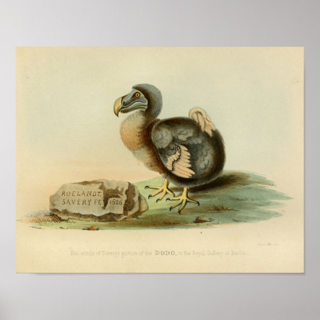 1848 Dodo Bird Vintage Colour Print (Front)