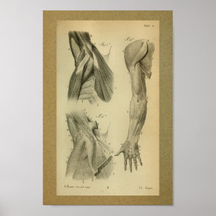 1850 Vintage Anatomy Print Arm Muscles