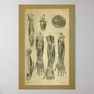 1850 Vintage Anatomy Print Arm Muscles