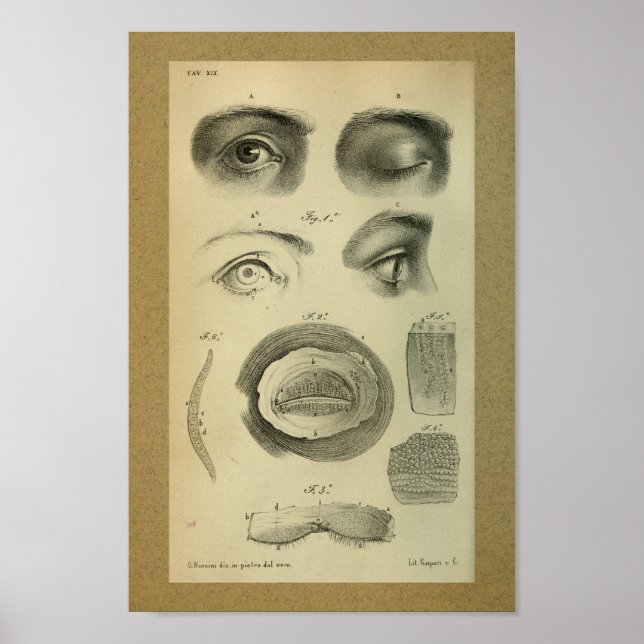 1850 Vintage Anatomy Print Eye (Front)