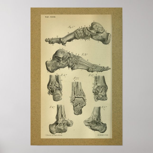 1850 Vintage Anatomy Print Foot Ankle (Front)
