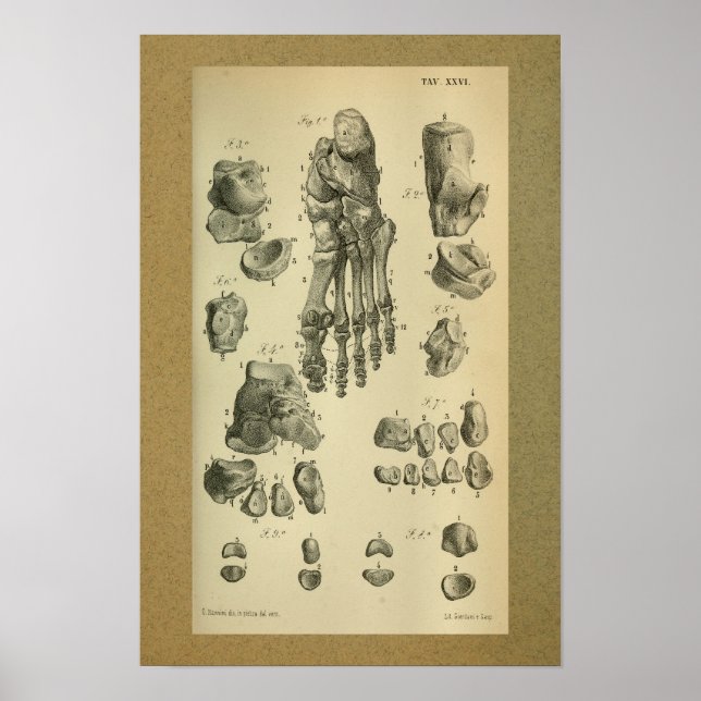 1850 Vintage Anatomy Print Foot Ankle (Front)