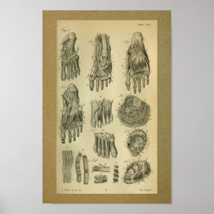 1850 Vintage Anatomy Print Foot Muscles