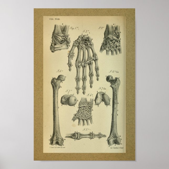 1850 Vintage Anatomy Print Hand Wrist (Front)