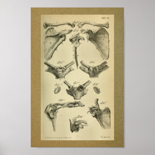 1850 Vintage Anatomy Print Scapula