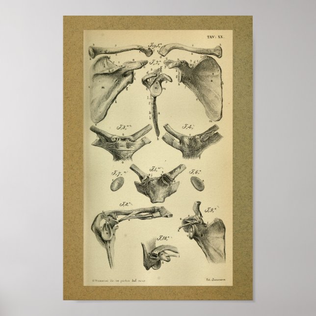 1850 Vintage Anatomy Print Scapula (Front)