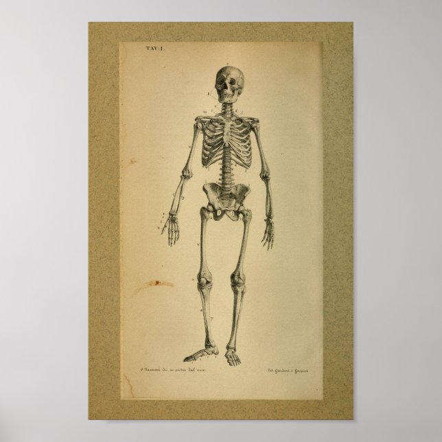 1850 Vintage Anatomy Print Skeleton (Front)