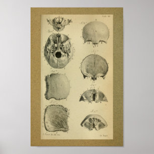 1850 Vintage Anatomy Print Skull