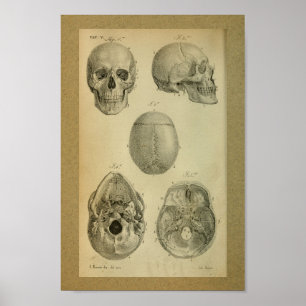 1850 Vintage Anatomy Print Skull