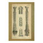1850 Vintage Anatomy Print Spinal Column